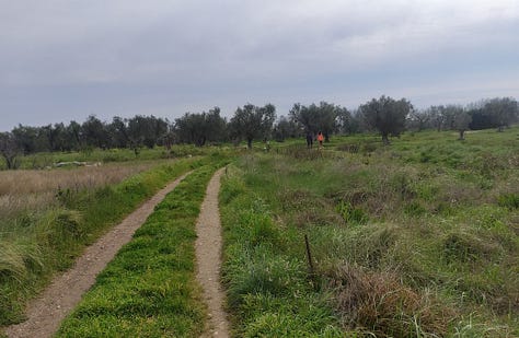 Views from the course, showing mostly wide paths and some narrower ones surrounded by grass