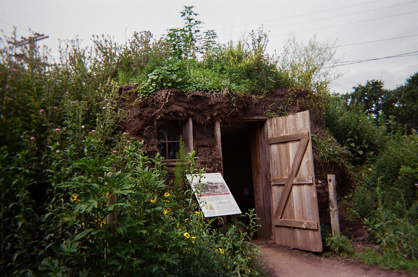 A replica of a sod house with prairie grasses growing in front of and up to the roof.
