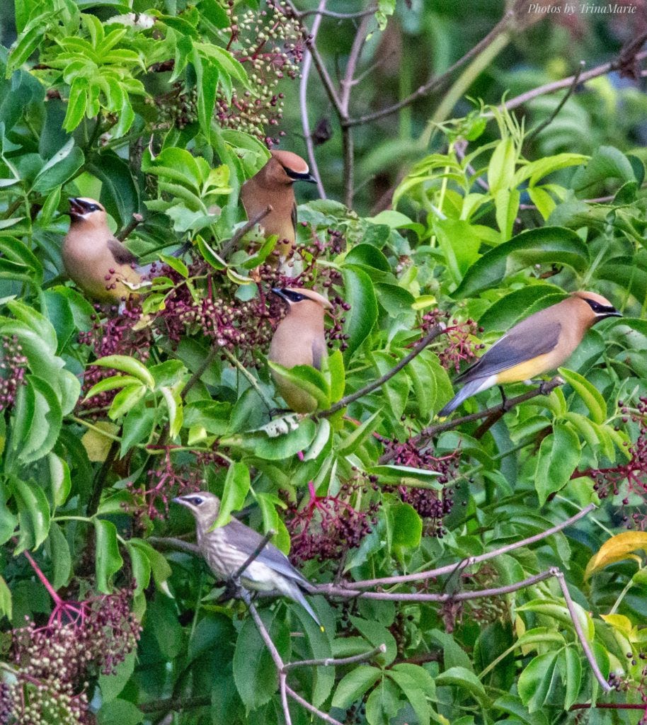 https://feederwatch.org/community/participant-photo/cedar-waxwings-eating-elderberries/ https://feederwatch.org/community/participant-photo/cedar-waxwings-eating-elderberries/