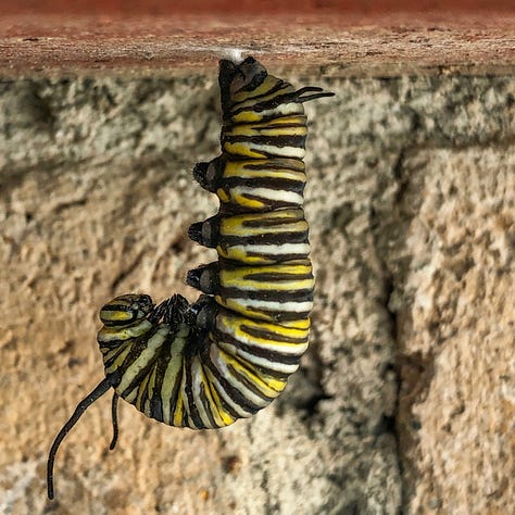 Pictures of caterpillers, chrysalis, and a newly hatched butterfly