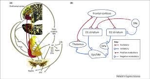 Reward circuits and pathways of basal ganglia. (A) Key structures and... |  Download Scientific Diagram