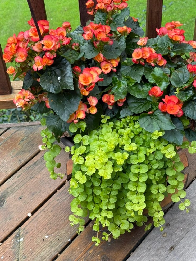 A potted plant with orange flowers

AI-generated content may be incorrect.