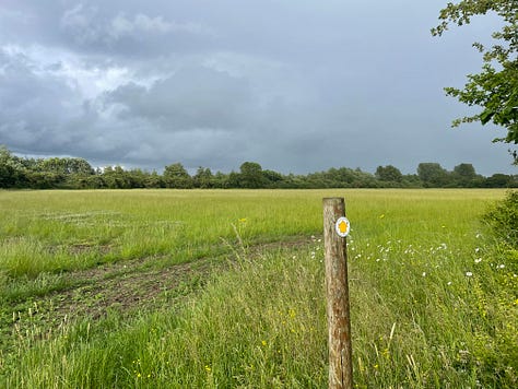 Tall reed grasses with green stems and yellow tops, with blue sky behind; a yellow arrow on a brown post points towards green grass, dark trees on the horizon, and a stormy sky; small white flowers in the foreground, with grass and clouds behind