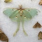 Actias Luna's avatar