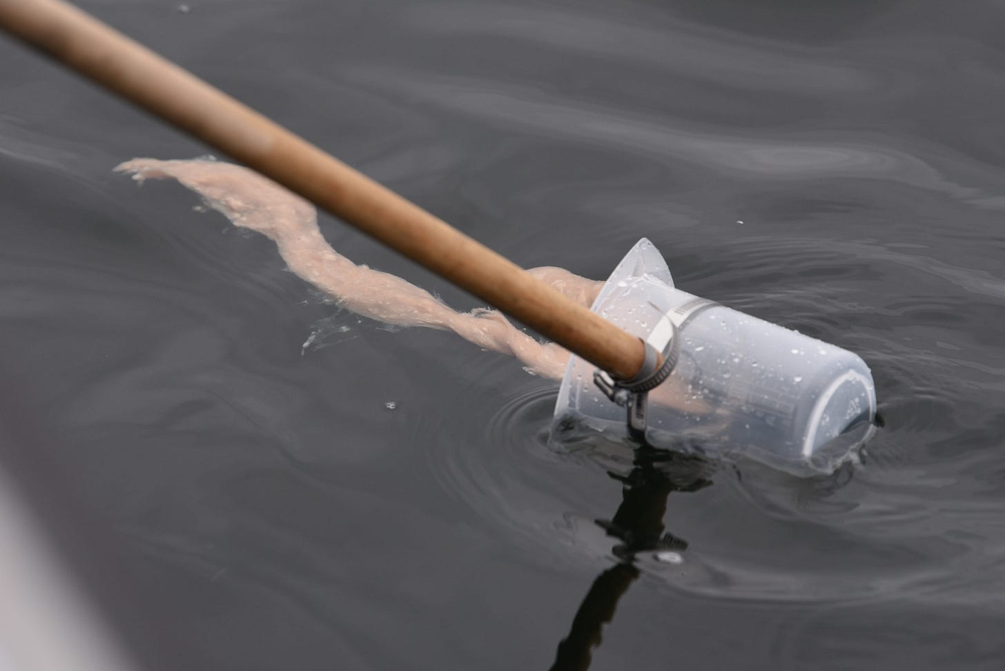 Just Another Day Collecting Whale Poo - Ocean Wise Just Another Day Collecting Whale Poo - Ocean Wise