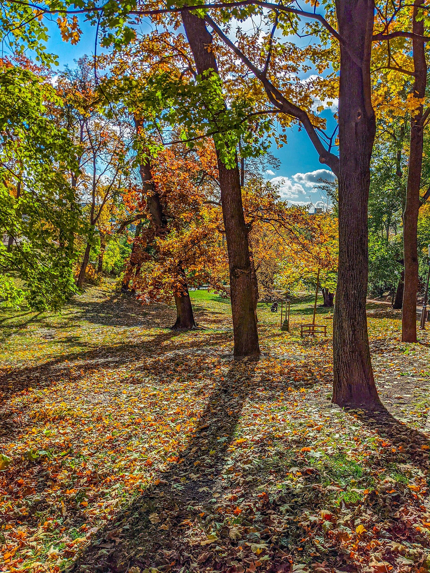Trees covered with autumn leaves illuminated from behind by the sun. 