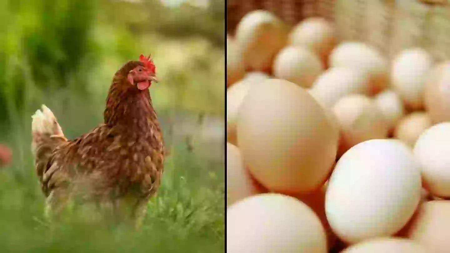 Scientists think they have finally found answer to age-old chicken and egg debate Scientists think they have finally found answer to age-old chicken and egg debate