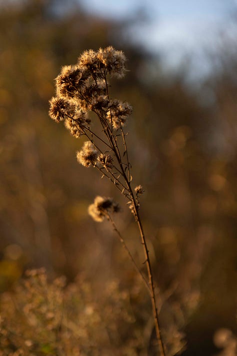 A photo essay made near the Colorado Lagoon in Long Beach, California