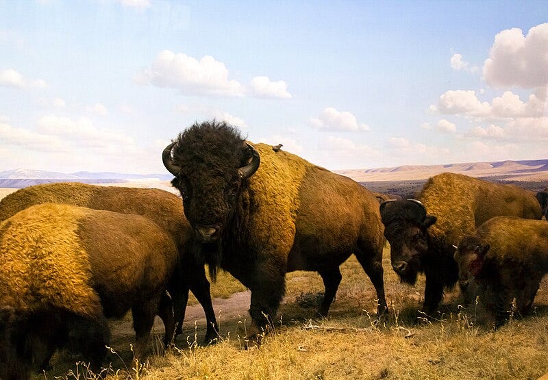A group of buffalo in a field

Description automatically generated