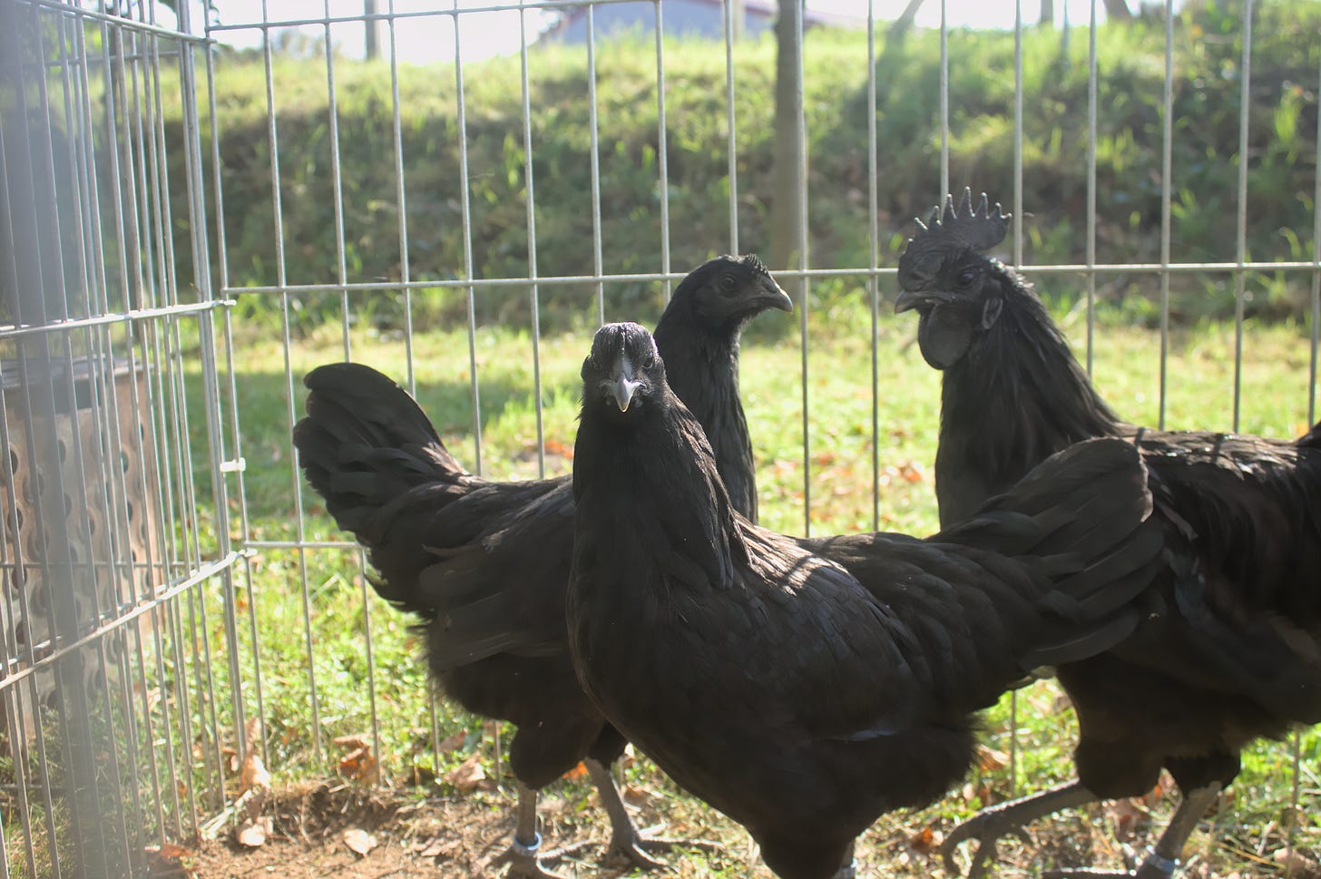 The rise of Ayam Cemani reflects a wider shift where unique Southeast Asian heritage products are gaining recognition in global niche markets. 🌱🌐  It highlights how local traditions, biodiversity, and cultural identity can create new economic opportunities beyond conventional industries. From specialty agriculture to cultural tourism, Southeast Asia’s unique assets are finding new audiences worldwide. 🚀