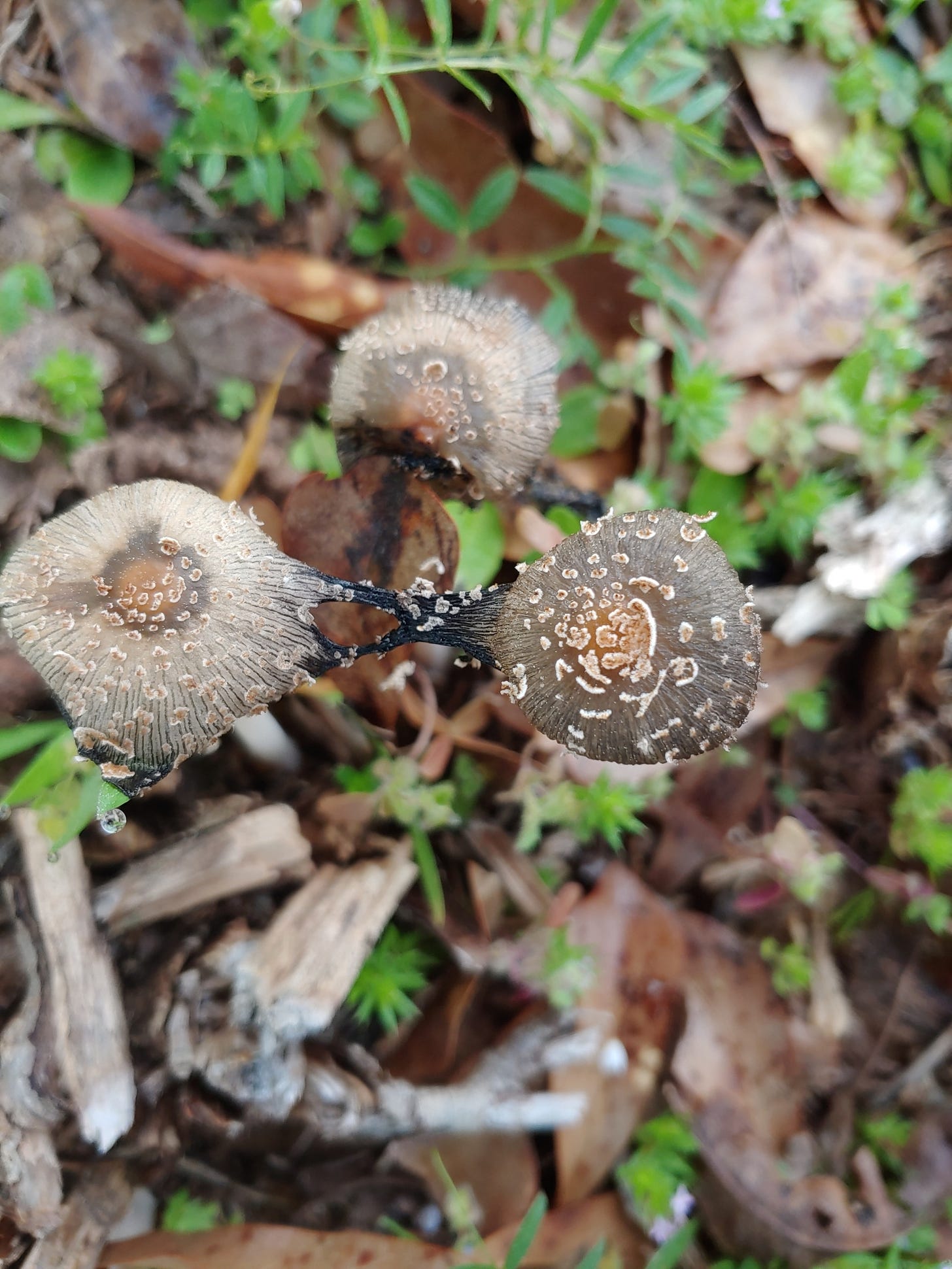 A pair of inkcap mushrooms with caps connected by thin pieces that are inky black