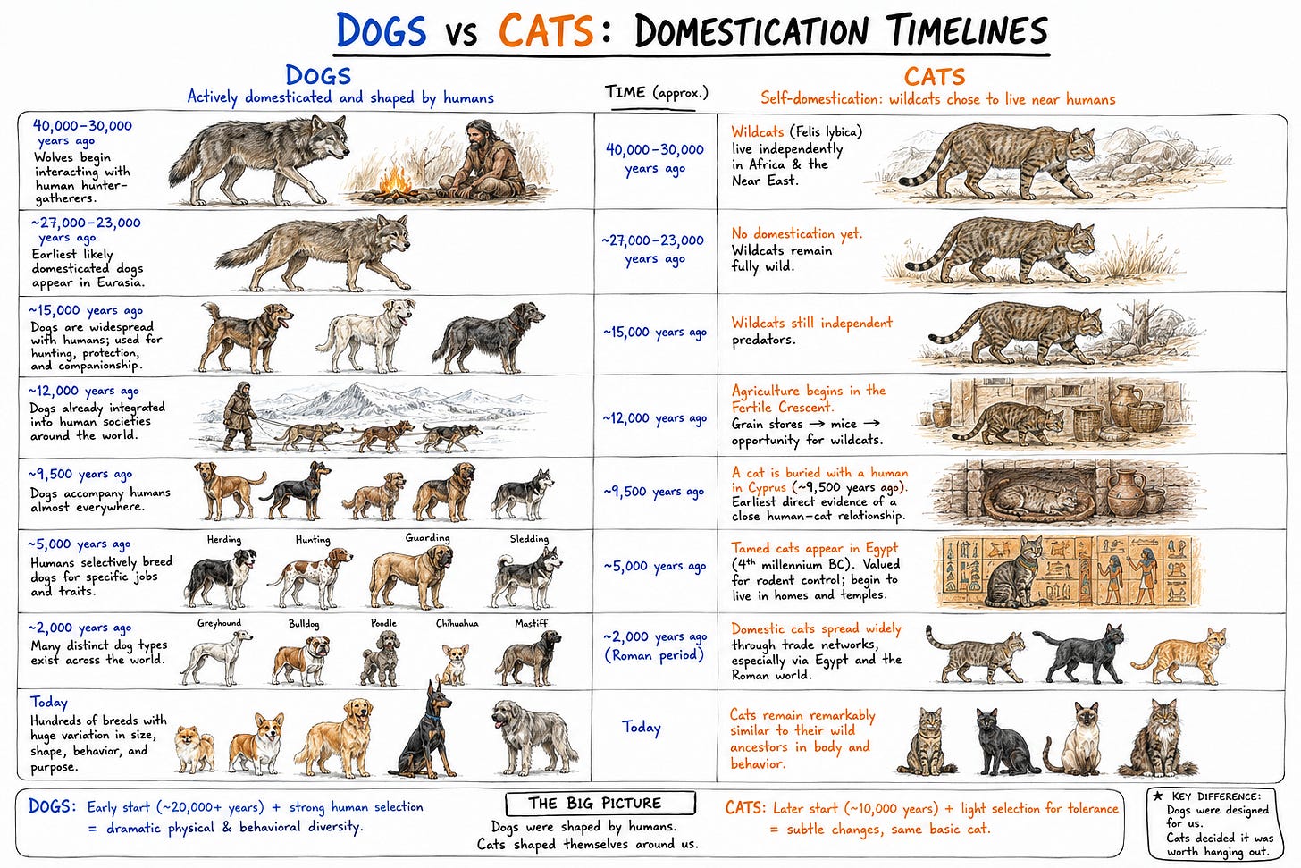 Hand-drawn whiteboard infographic comparing the domestication of dogs and cats. Dogs evolve from wolves into diverse breeds through selective breeding, while African wildcats change very little as they become modern house cats.