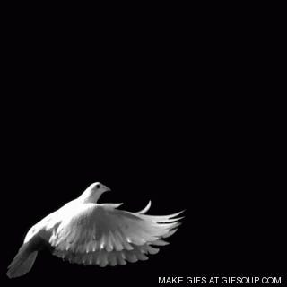 2025: The Year In Trump Making Peace!