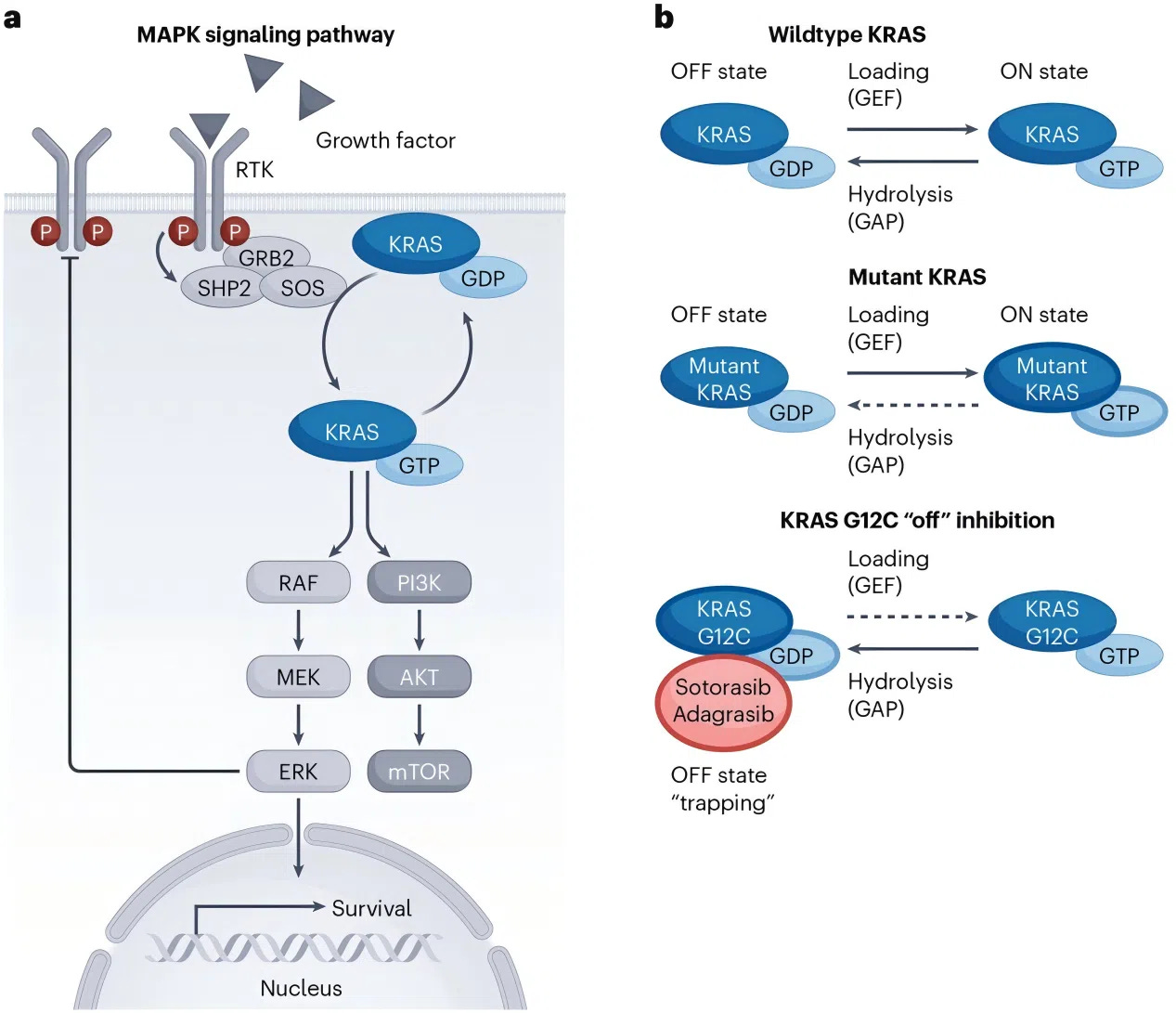 Figure 1: Regulation of KRAS and Signal Transduction Pathways Figure 1: Regulation of KRAS and Signal Transduction Pathways