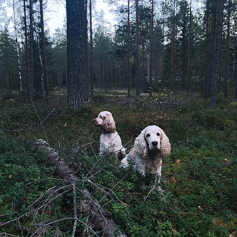 dogs in forest sipoo