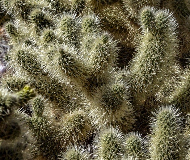 Cholla Cactus Background Free Stock Photo - Public Domain Pictures