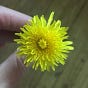 wild dandelion's avatar