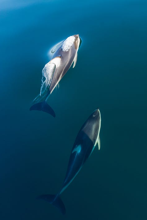 Photographs of Pacific white-sided dolphins swimming in clear waters.