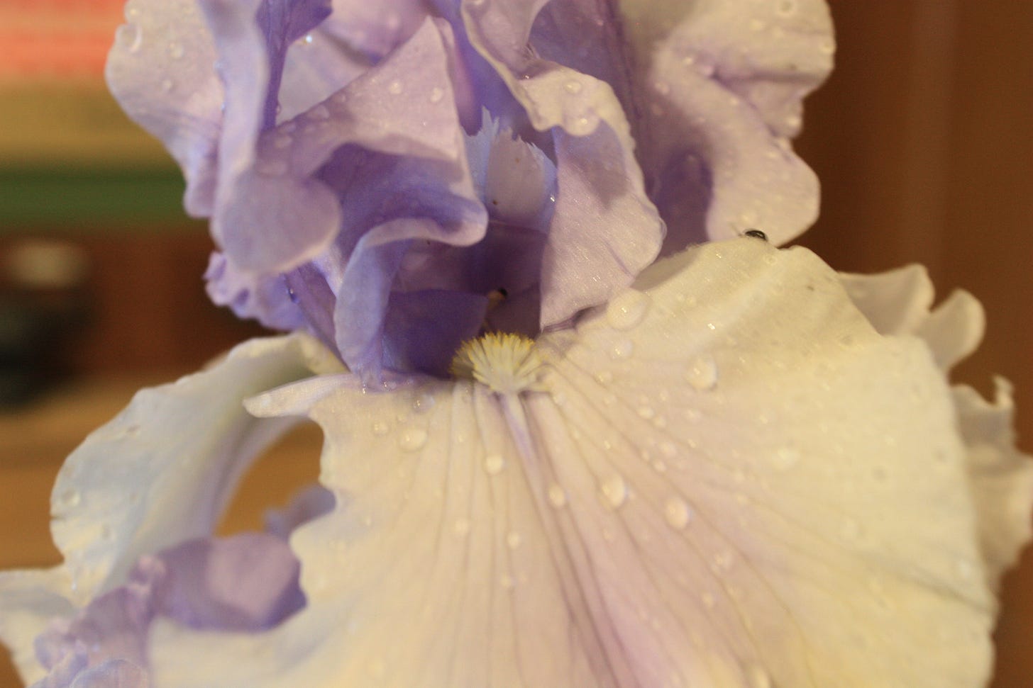 Iris flower with water droplets