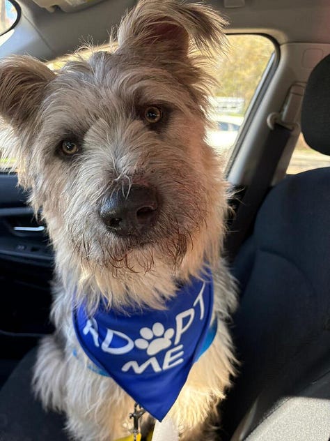 A scruffy muppet-like dog smiles for the camera!