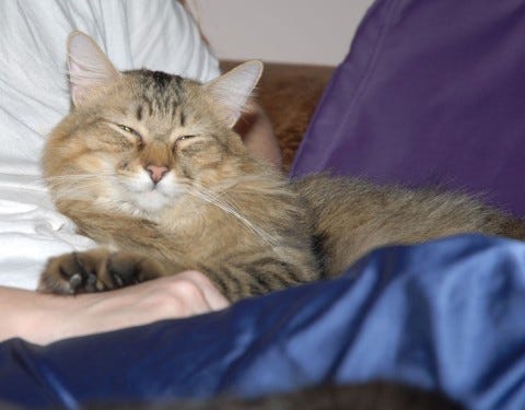 Chase_Cuddles_Getting_Cats_Off_your_Lap Chase_Cuddles_Getting_Cats_Off_your_Lap