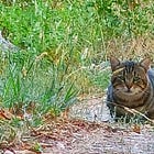 00176 - Discovery Log