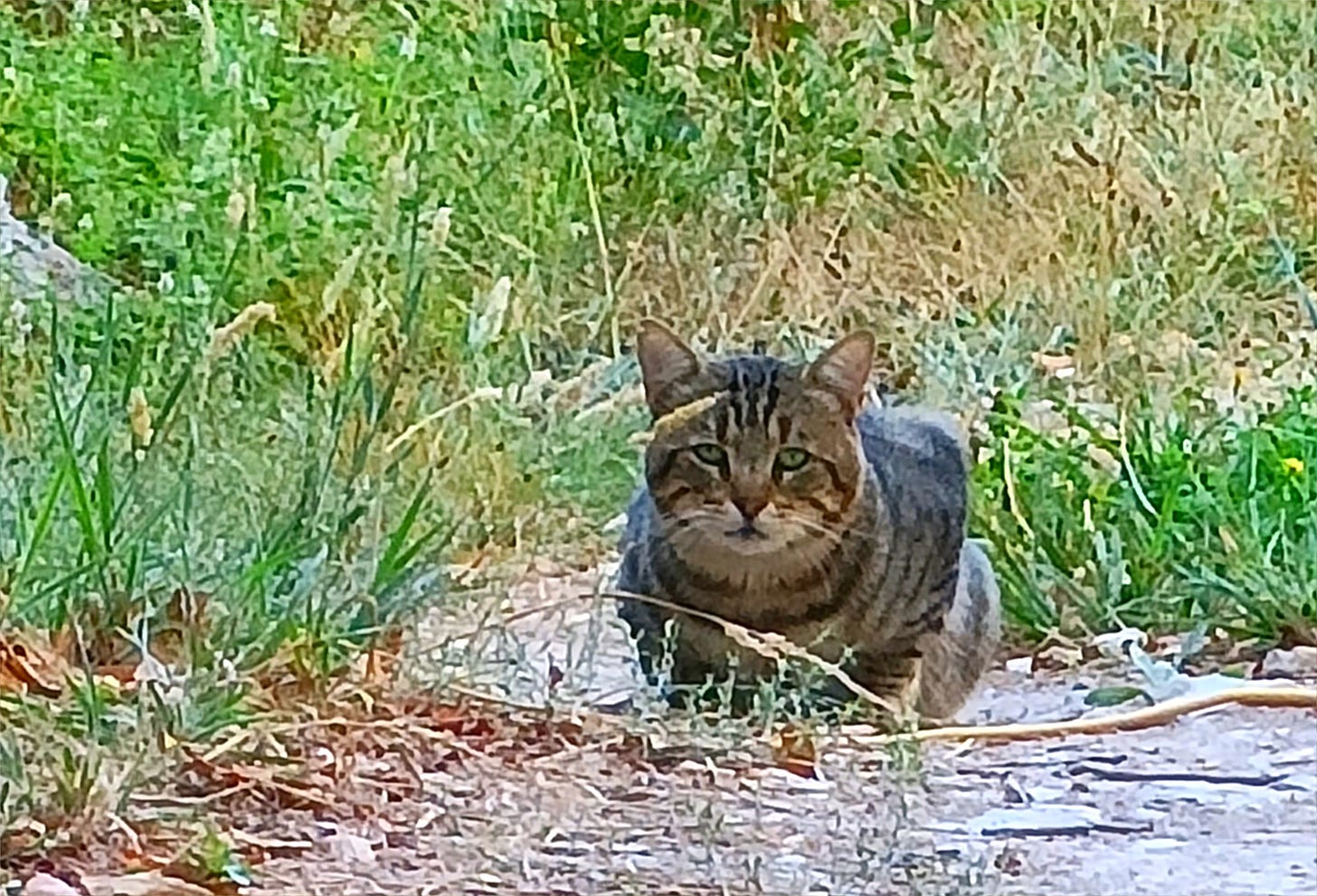 Photo of cat called 'Charles'