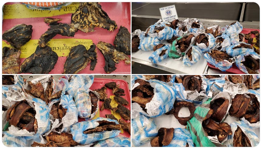 On June 1, 2026, Chicago CBP Officers reported the seizure of a large amount of bushmeat, fish, and fruit arriving from Liberia. (US Customs & Border Protection photos) On June 1, 2026, Chicago CBP Officers reported the seizure of a large amount of bushmeat, fish, and fruit arriving from Liberia. (US Customs & Border Protection photos)