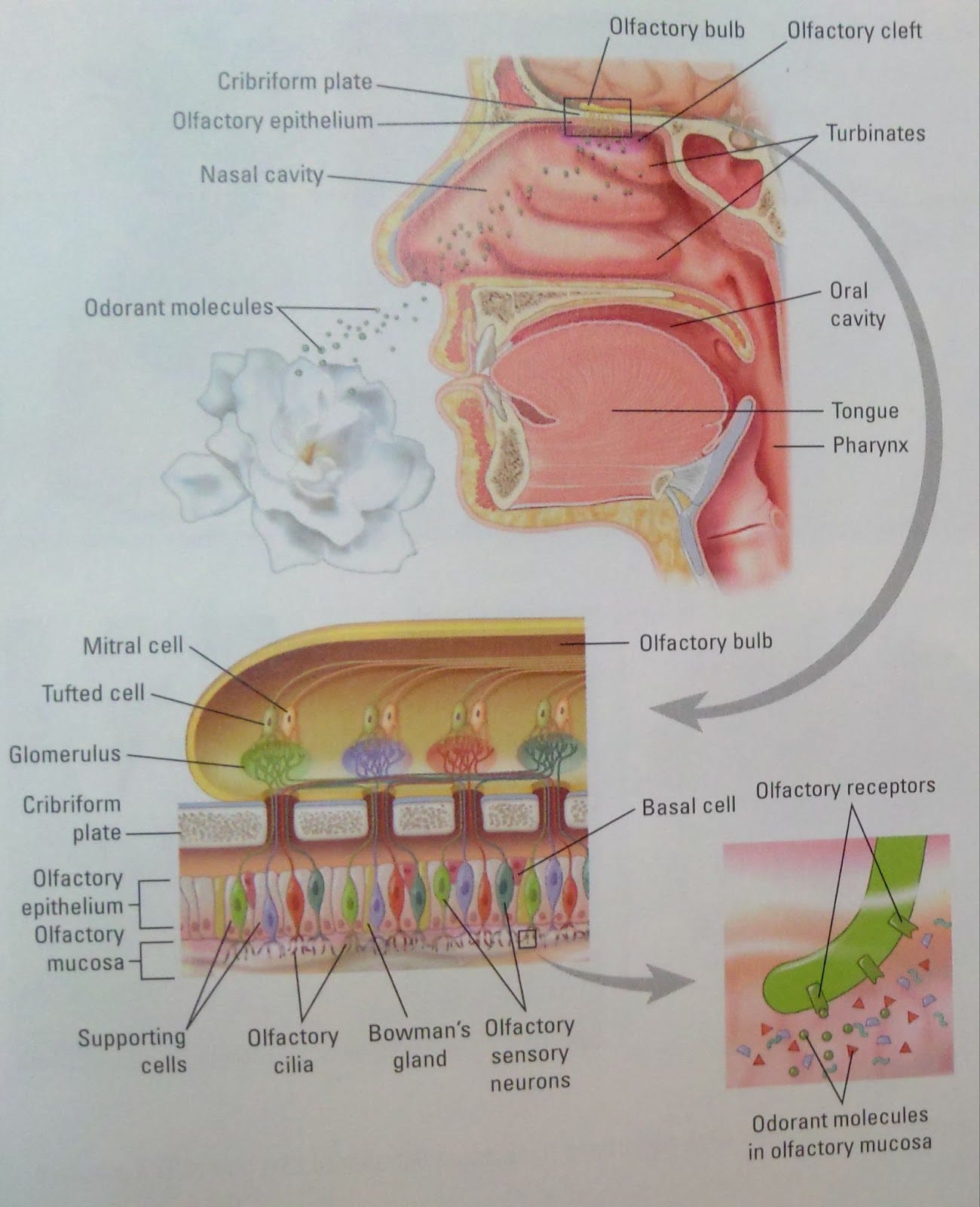 This image depicts the experience of someone smelling a flower. Odorant molecules enter the nasal cavity the travel up the olfactory epithelium. From there, neurons in the olfactory epithelium will then transmit signals up to the olfactory bulb. From there, the olfactory bulb will relay this information to other regions of the brain where it will be deciphered and understood by the organism. This image depicts the experience of someone smelling a flower. Odorant molecules enter the nasal cavity the travel up the olfactory epithelium. From there, neurons in the olfactory epithelium will then transmit signals up to the olfactory bulb. From there, the olfactory bulb will relay this information to other regions of the brain where it will be deciphered and understood by the organism.