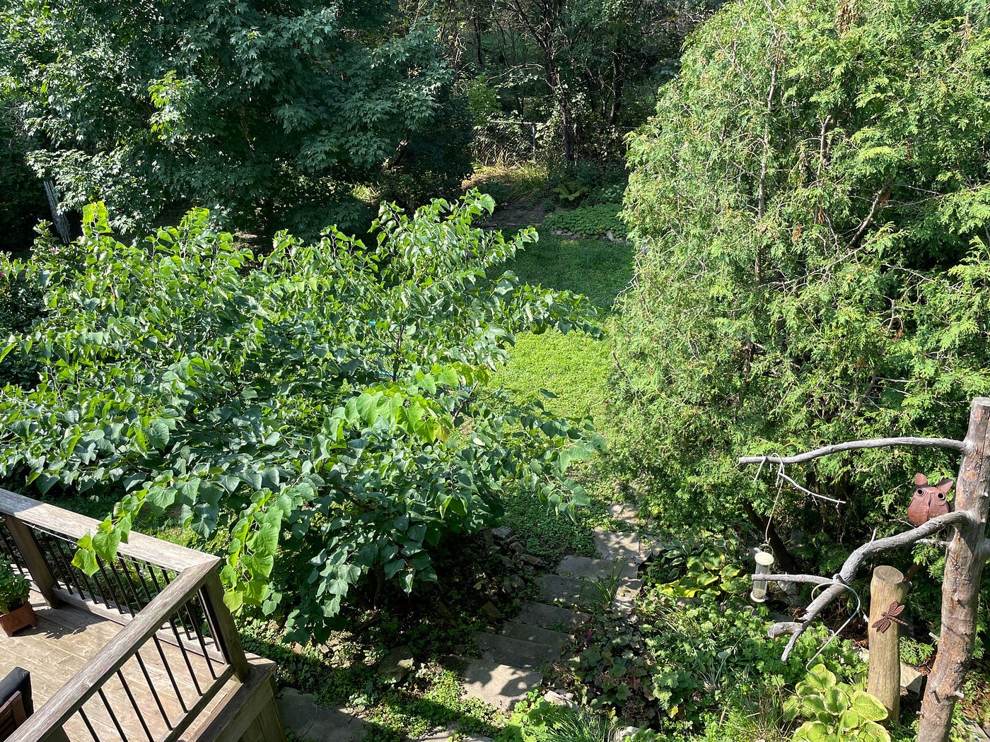 Our backyard reaching maturity Our backyard reaching maturity