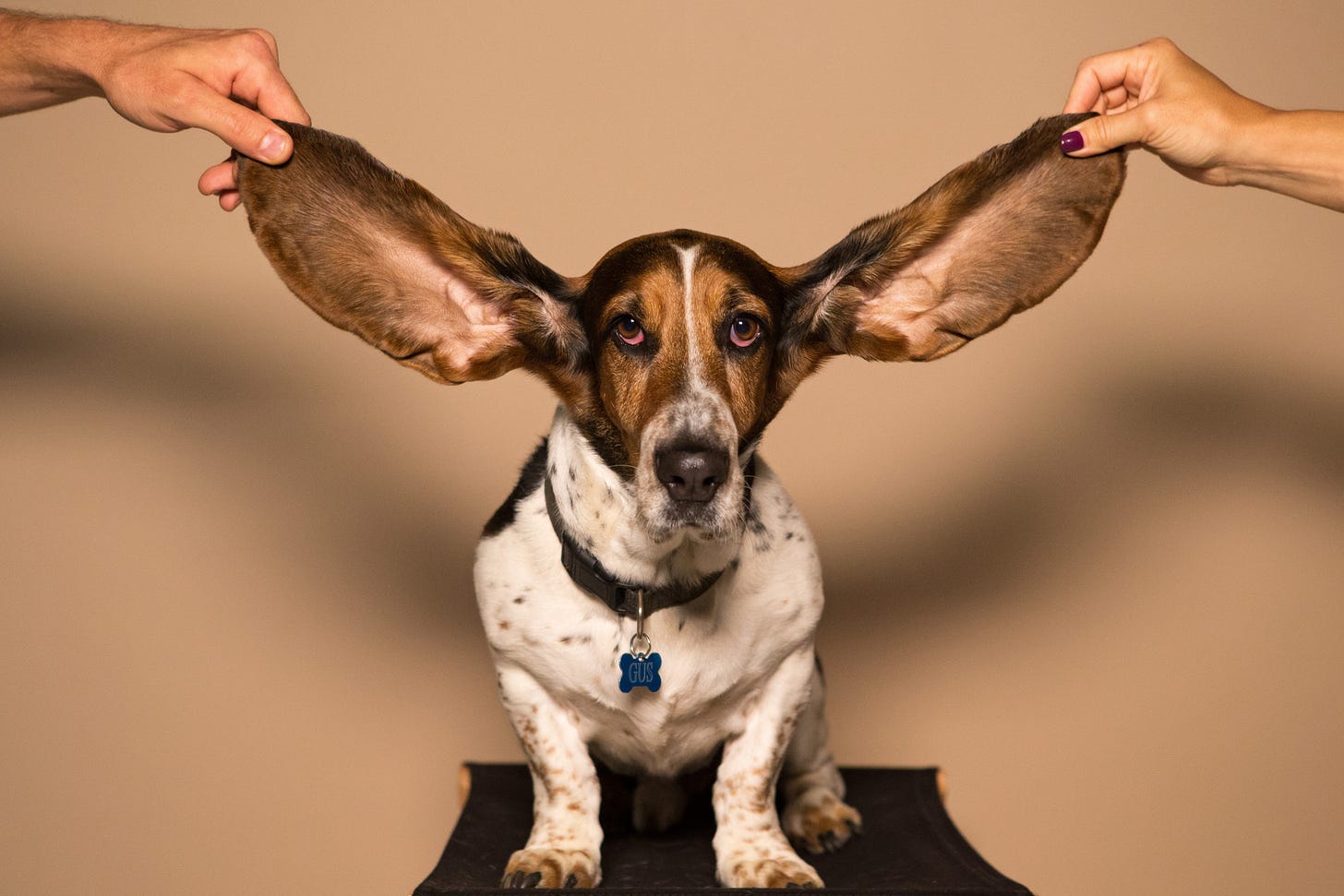 Dog with big ears held up by human hands Dog with big ears held up by human hands