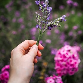 Simple Joys & Inspirations | July 2026