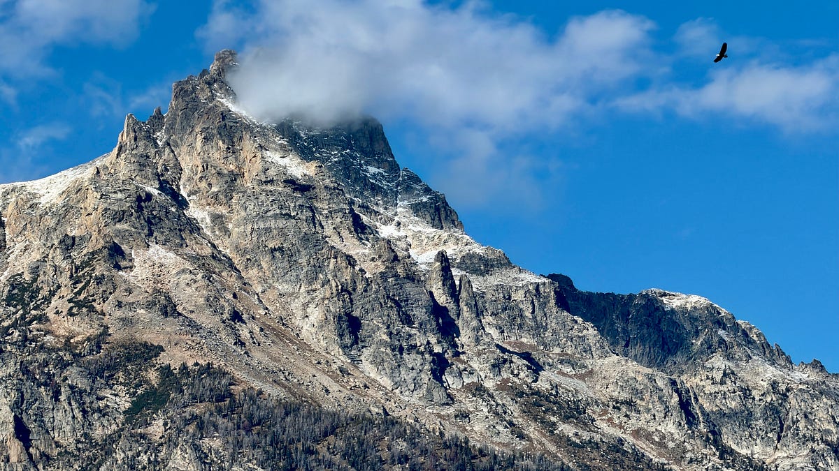 Craig Fuller documents wildlife in Grand Teton and Yellowstone