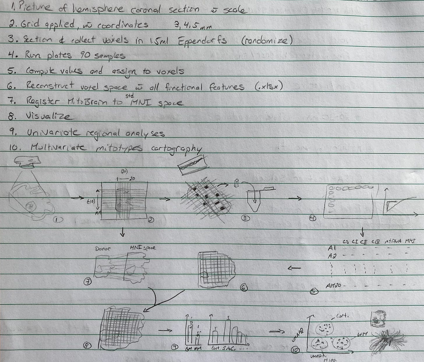 Photo of Martin Picard's lab notebook with the steps of the process sketched out. Photo of Martin Picard's lab notebook with the steps of the process sketched out.
