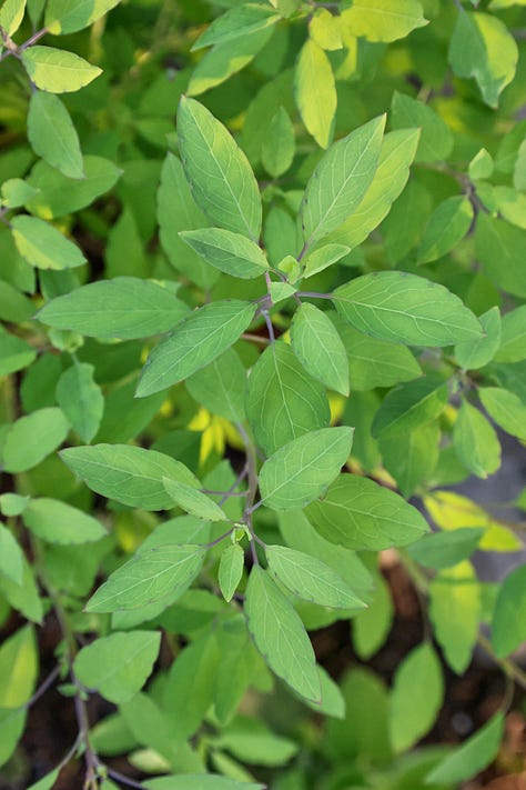 various herb plants from Latin America