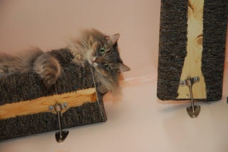Kali_Hopped_Up_training_your_cat Kali_Hopped_Up_training_your_cat