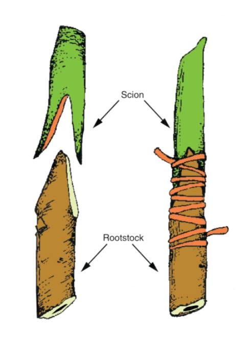 May be an image of text that says "Scion Rootstock"