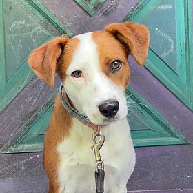 Contrarian Pet of the Week 