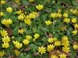 A group of yellow flowers

AI-generated content may be incorrect.