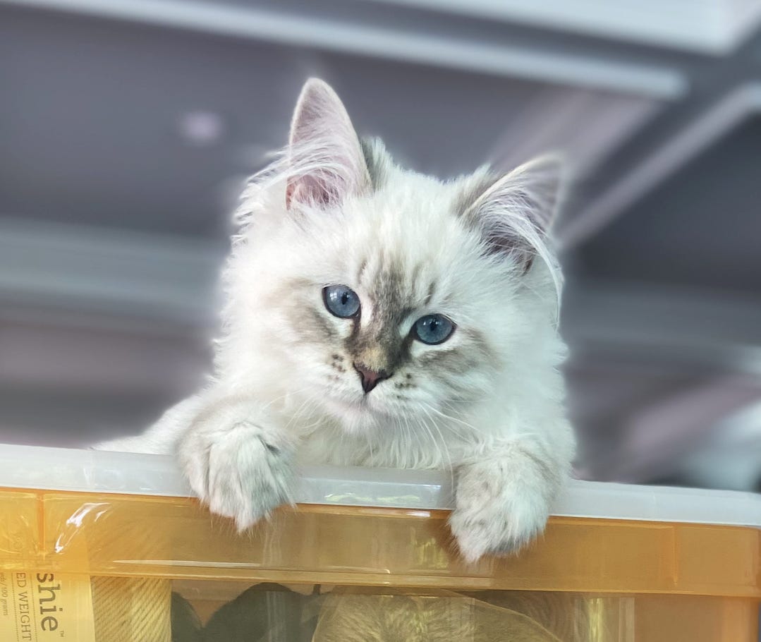 Lyla is a fluffy, long-haired white kitten with dark markings on her face, paws, and tail. She peers down from atop a stack of boxes. Her big blue eyes glow with curiosity, head tilted slightly as if pondering what she sees, while her small paws dangle gently over the edge. Lyla is a fluffy, long-haired white kitten with dark markings on her face, paws, and tail. She peers down from atop a stack of boxes. Her big blue eyes glow with curiosity, head tilted slightly as if pondering what she sees, while her small paws dangle gently over the edge.