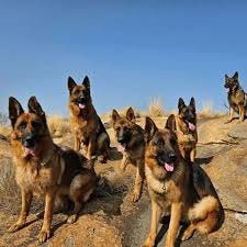 German Shepherd World® (@thegermanshepherdworld) • Instagram photos and  videos