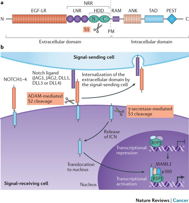 Notch as a tumour suppressor | Nature Reviews Cancer
