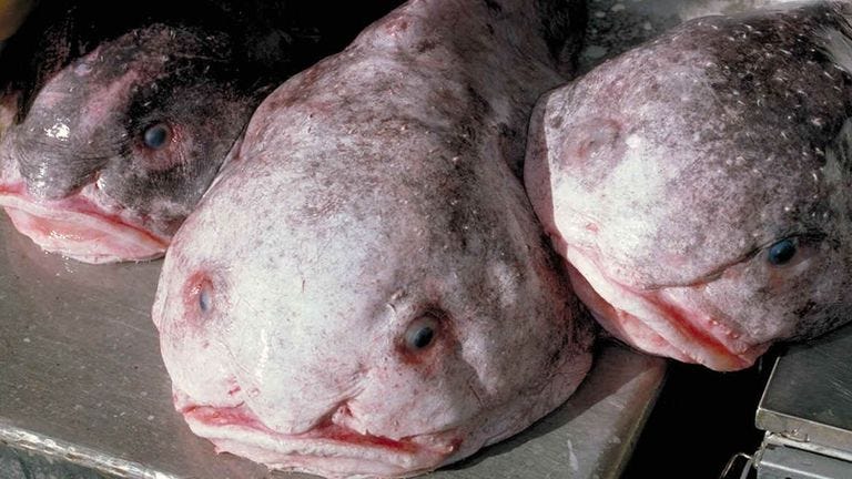 Set
3663842

Image
3663842a

Photographer
Afsc/Noaa/Shutterstock

Blob sculpin (Psychrolutes phrictus) AKA blobfish, Alaska, America - 2014
Blob sculpin (Psychrolutes phrictus) AKA blobfish

2014
Categories
Not-Personality

Keywords
PSYCHROLUTES MARCIDUS QUIRKY UNUSUAL FISH ENDANGERED THREATENED BY DEEP SEA FISHING BOTTOM TRAWLING INEDIBLE MARINE LIFE SEALIFE BLOB FISH UGLY WEIRD FUNNY UGLIEST CREATURE DEEP SEA

Featured in
File size
3658 x 2186, 22.9MB 31.0 x 18.5 cm @300ppi

Special Instructio