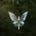 Avatar von Liedflechter