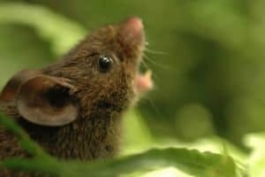singing mouse