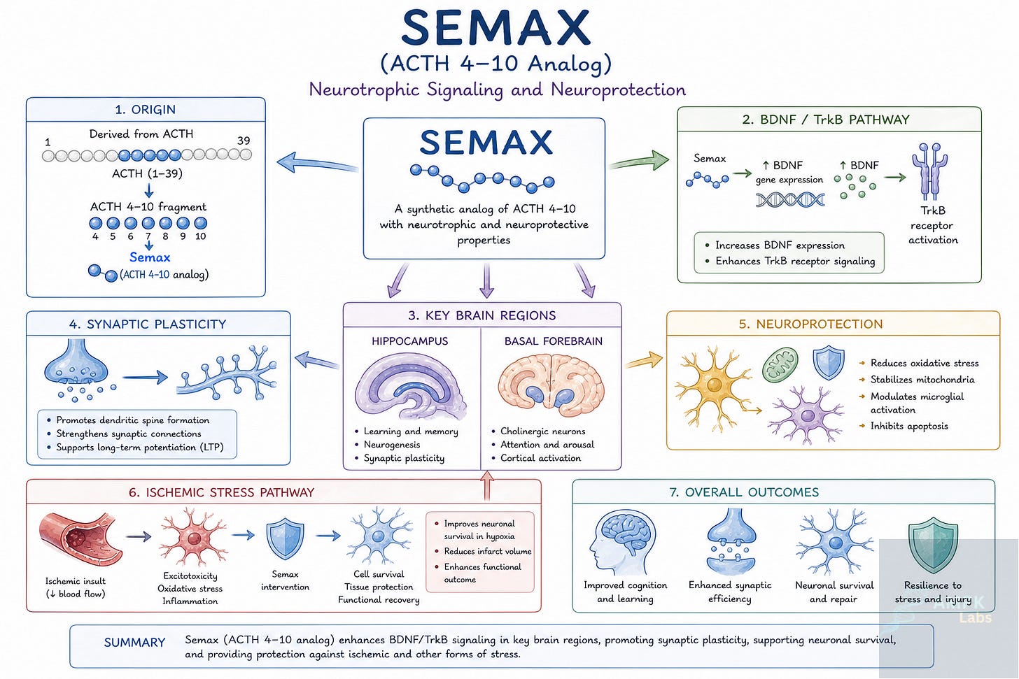 **Alt text**  Scientific diagram of Semax neurotrophic signaling showing ACTH 4–10 analog activity increasing BDNF and TrkB expression, enhancing synaptic plasticity, neuroprotection, and resilience to ischemic stress in key brain regions.