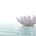 The Bodhi Soul · Mindful Living for Real Life
