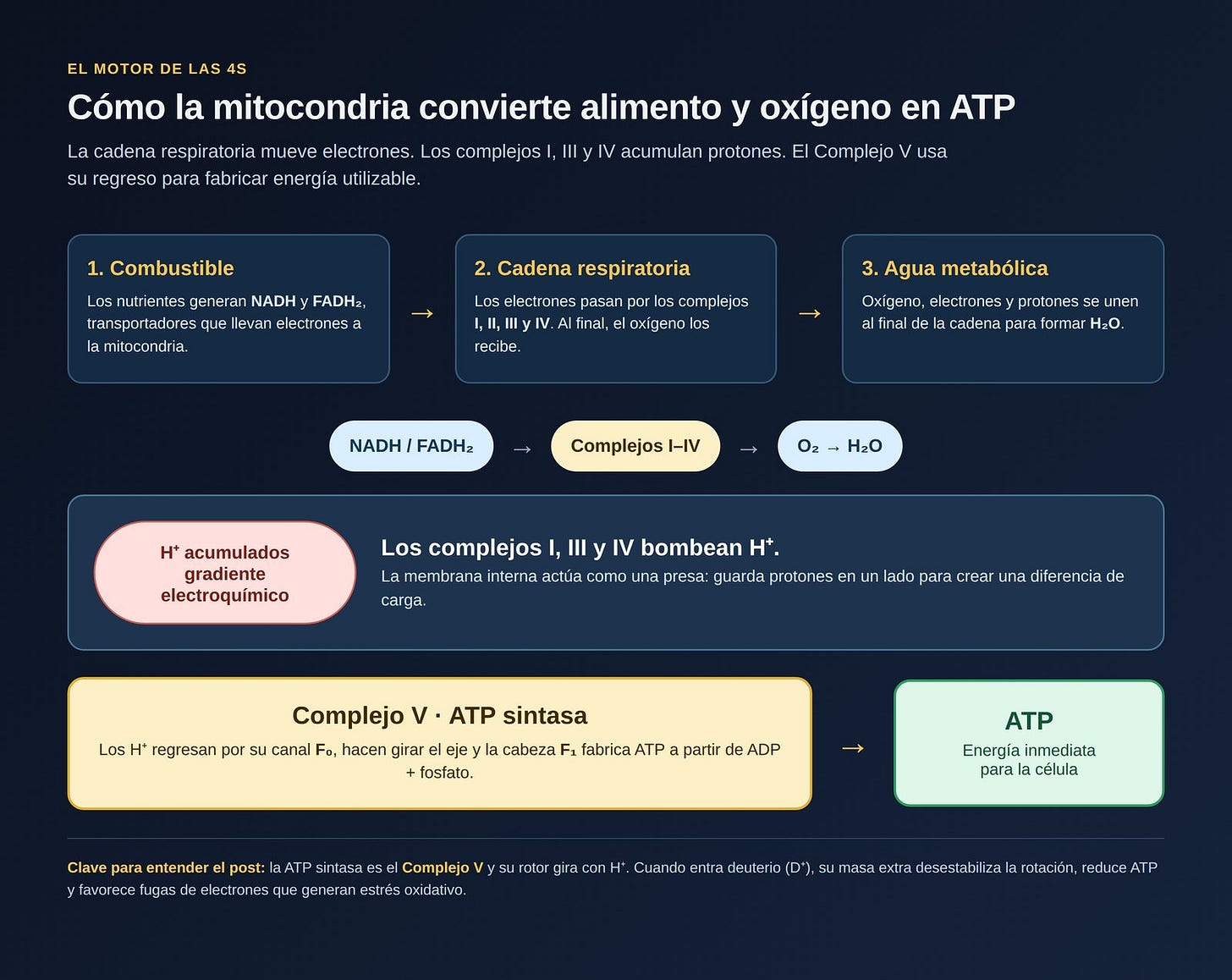 Cadena respiratoria y ATP sintasa Cadena respiratoria y ATP sintasa