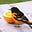 Birdingmom's avatar