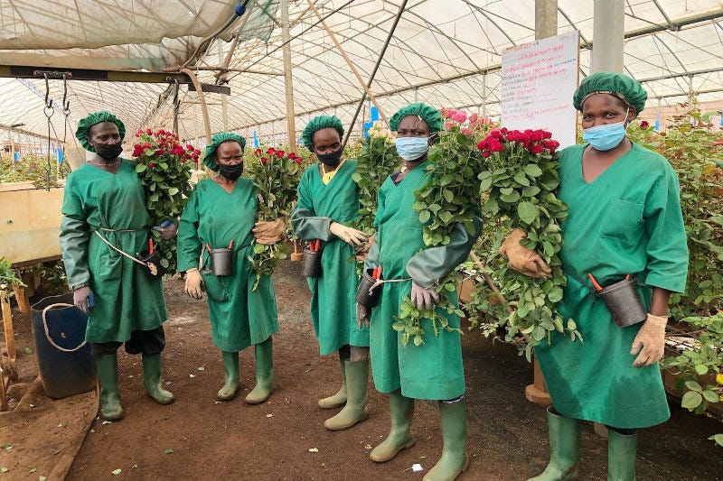 Red Lands Roses' farm in Kenya